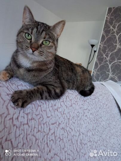 Кошка