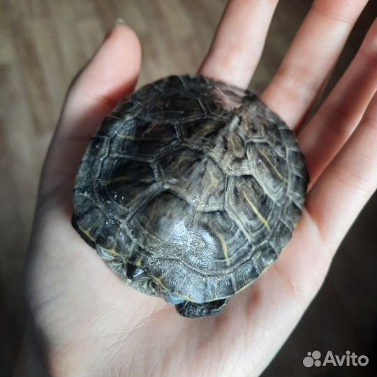 Морская черепаха