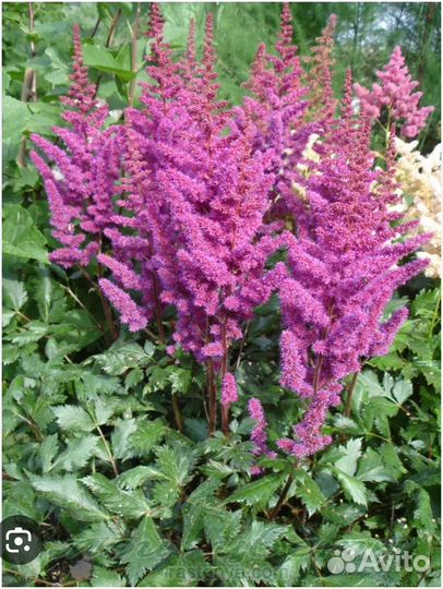 Растения для сада