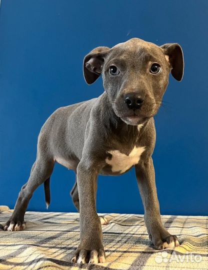 Прайтер девочки щенки