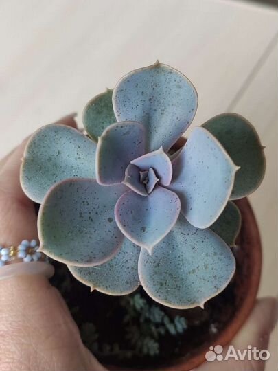 Эхеверия жемчужина и топси турви. Суккуленты