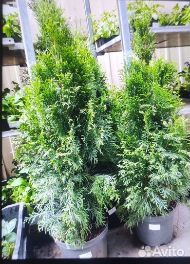 Ель голубая туя