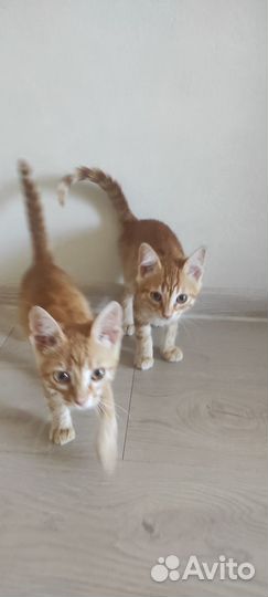 Отдам котят в добрые руки