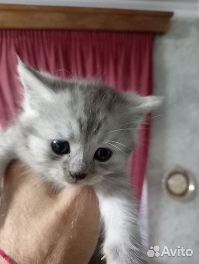 Отдам котят