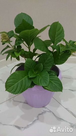 Фикус бенджамино 115см, Наоми 140 см, гортензия