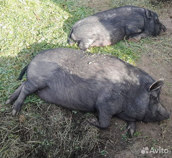 Свиньи. Хряк. Поросята