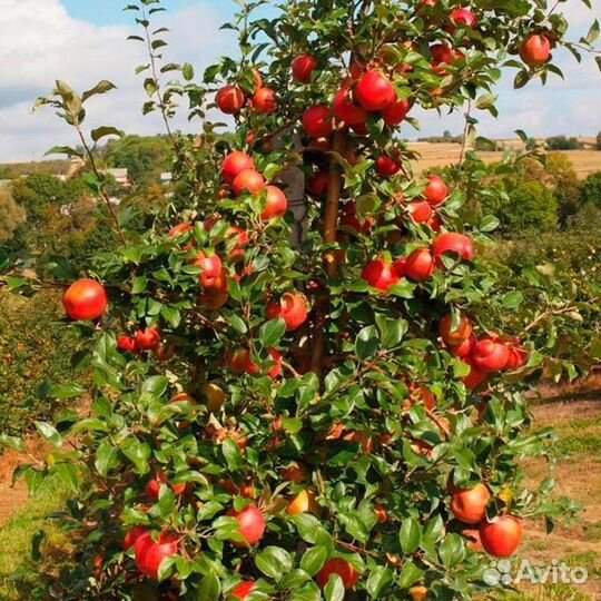 Яблоня Хани Крисп (3х-летка)