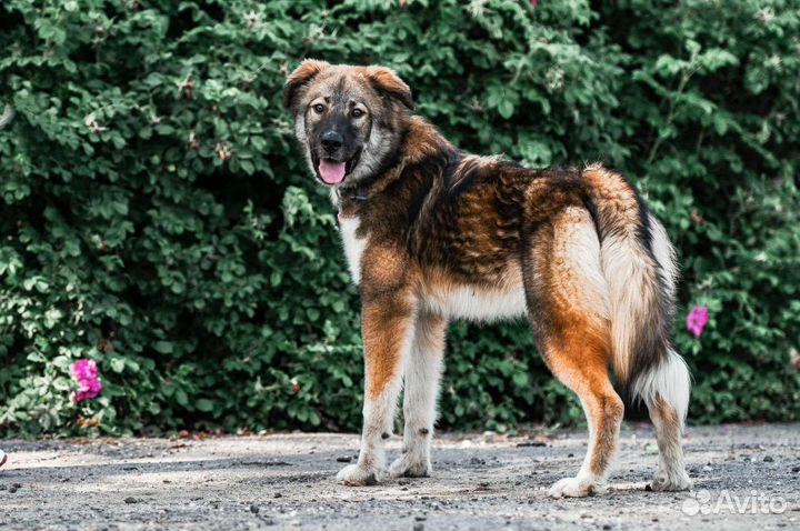 Щенок, мальчик