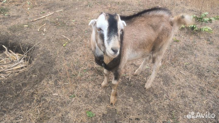 Козел Ламанча вязка