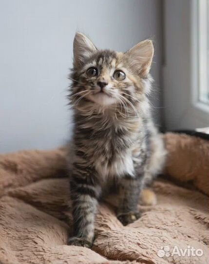 Тигровый котенок Тася в поисках семьи