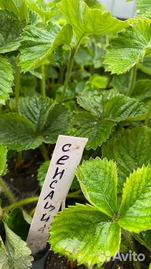 Рассада клубники