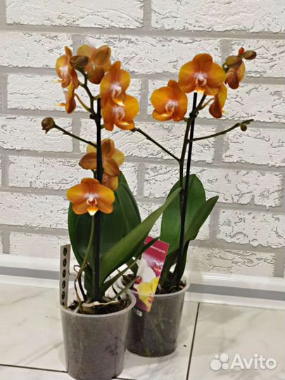 Орхидея Лас Вегас