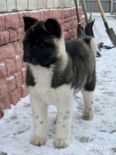 Отдам в хорошие руки,американская акита. 4,5