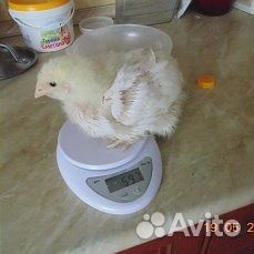 Бройлер,Индюки