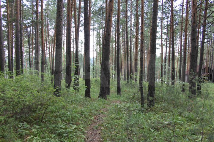 Участок 20 сот. (СНТ, ДНП)