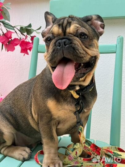 Французский бульдог щенки