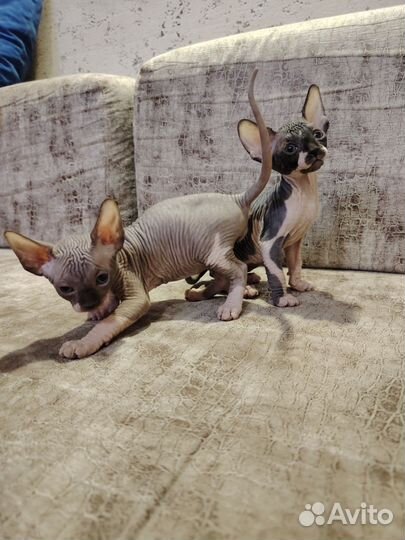 Канадские сфинксята