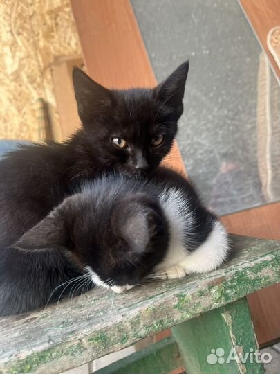 Котята в дар