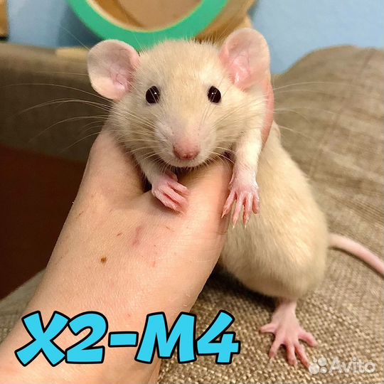 Крысята рыжие замечательные