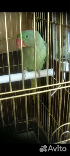 Александрийский попугай