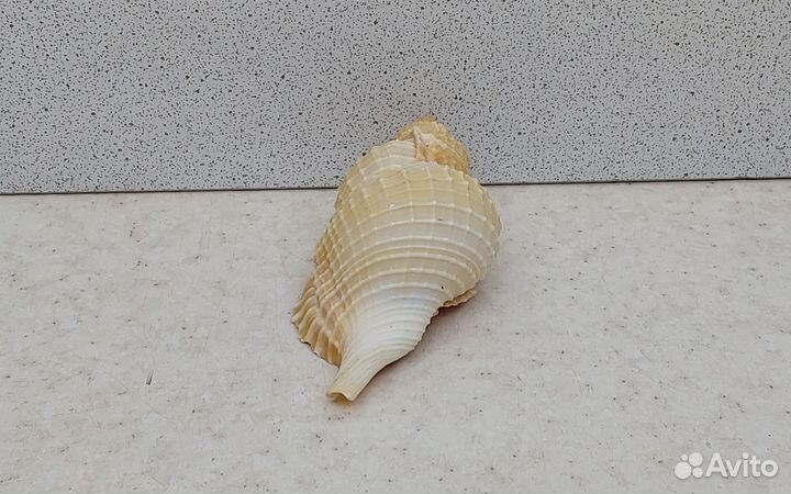 Анус 7,70 морская ракушка раковина