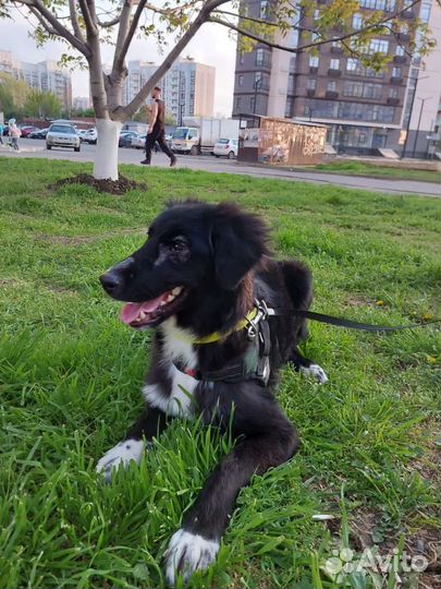 Лучший друг собака