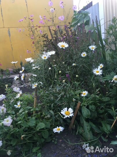 Многолетние цветы для сада