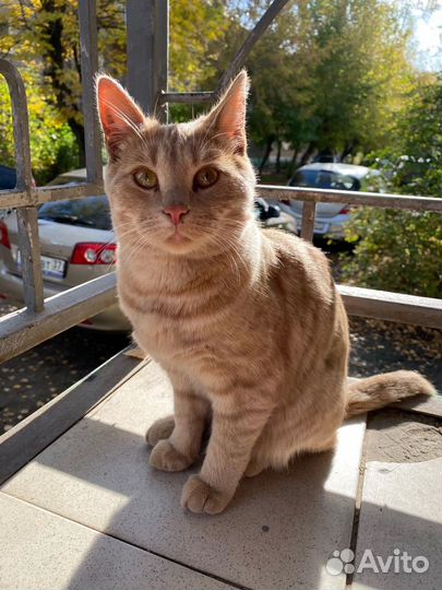 Кошка в дар