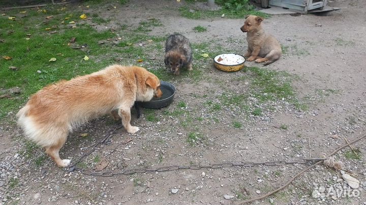Собака в добрые руки отдам бесплатно