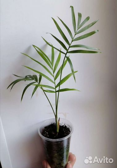 Пальмы, Лавр, Драцены