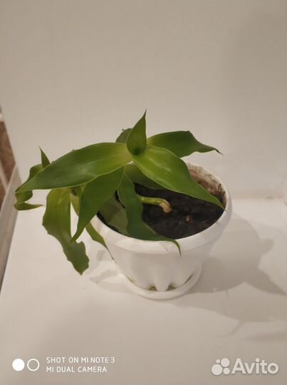 Растение золотой ус