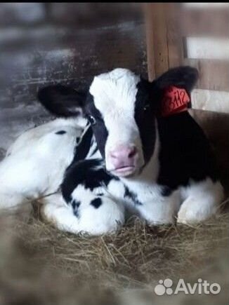 Телята. Бычки. Телочки