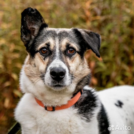 Душевная, спокойная собака ищет дом