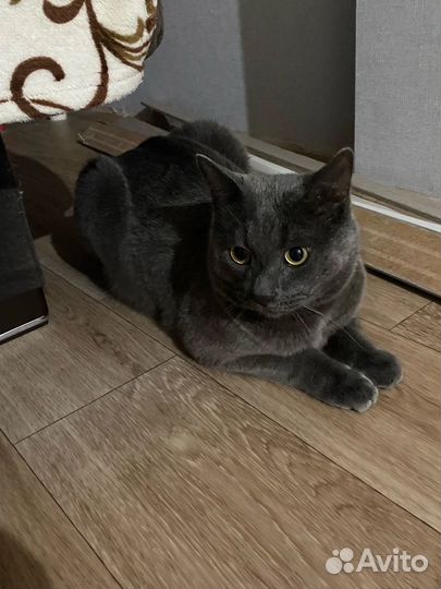 Британская