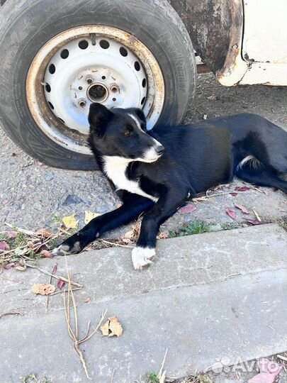 Собака в добрые руки