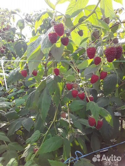 Саженцы Малины.Ежевики.Клубники