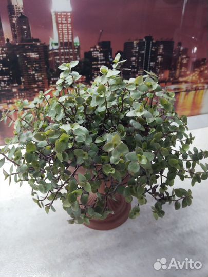 Каллизия растение