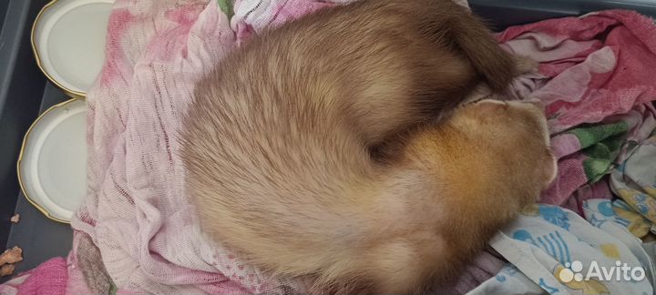 Хорек с клеткой