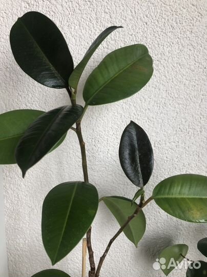 Фикус каучуконосный в керамическом горшке