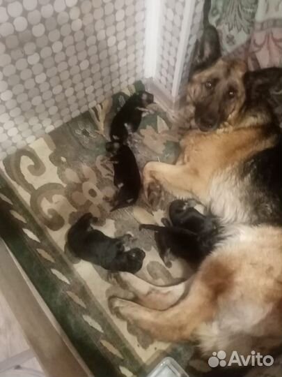 Немецкая овчарка