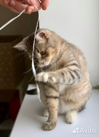 Котик Лорик