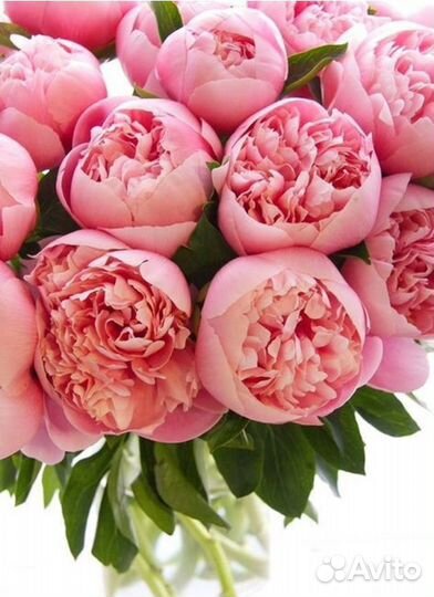 Пионы корни