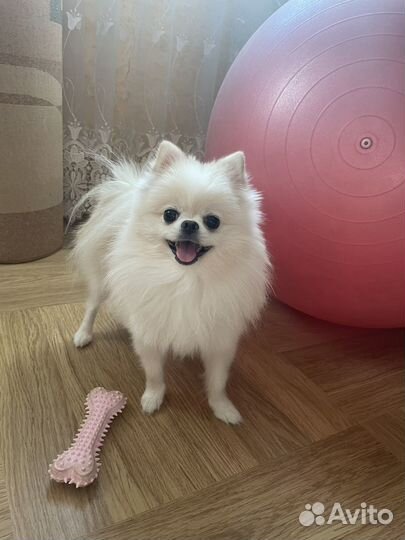 Померанский шпиц мини девочка вязка