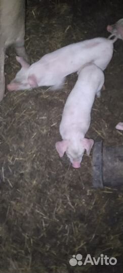 Домашние животные