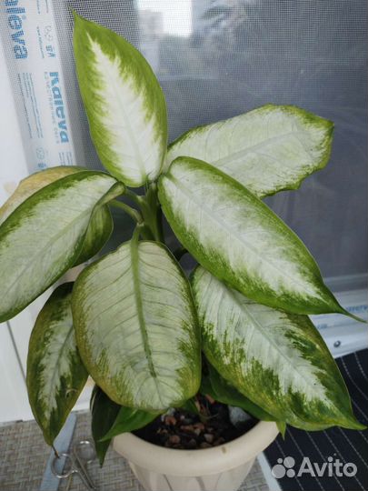 Комнатные цветы