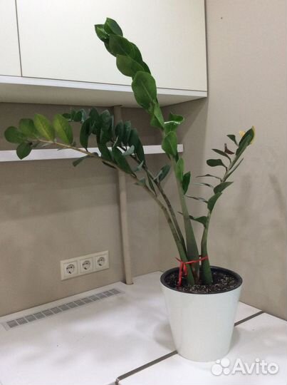 Замиокулькас