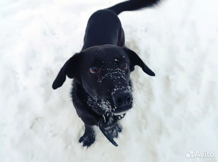 Собака в добрые руки