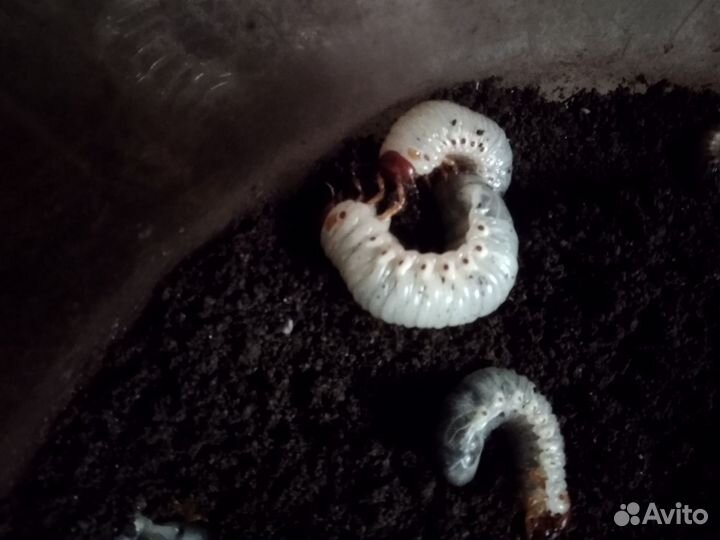 Черви выползки для рыбалки