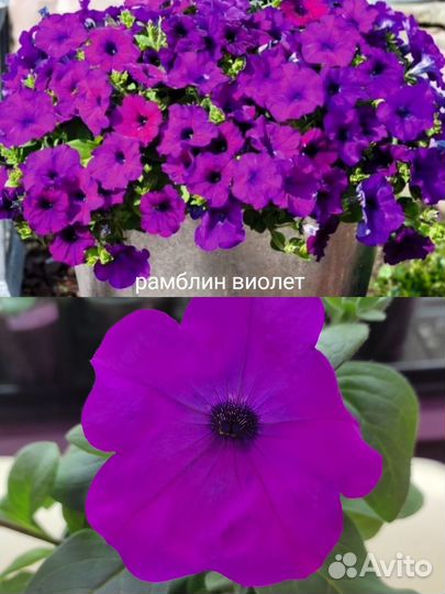 Петуния черенки