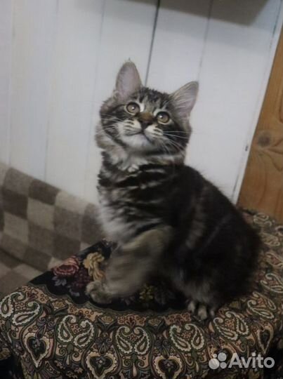 Курильский бобтейл котенок